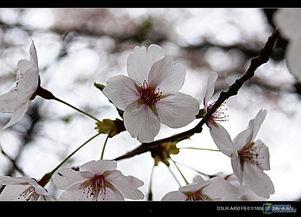 樱花在线